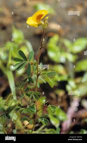 Image result for Smithia