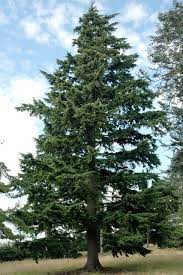 Western Hemlock Tsuga Heterophylla The Inner Bark Was Formerly An Important Dietary Component Where Herrin Different Types Of Flowers Plants Beautiful Tree