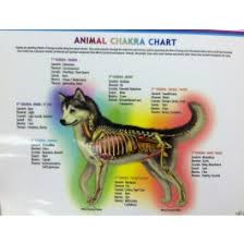 Animal Chakra Chart Dog