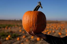 Northeast Ohio pumpkin patches, corn mazes, apple picking