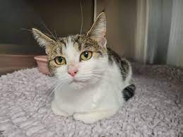 Vets4pets Pudsey Home Facebook