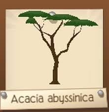 Image result for Acacia abyssinica