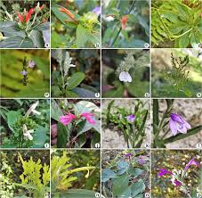 Image result for Dicliptera carvalhoi