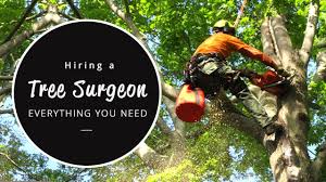 As a tree surgeon, you're likely to be working in public places. Hiring A Tree Surgeon Everything You Need To Know