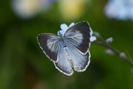 Image result for Celastrina argiolus