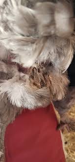 Chicken Coop Ideas & Everything Backyard Chicken