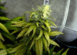 Maybe you would like to learn more about one of these? How Far Should Grow Lights Be From Cannabis Plants Grow Weed Easy