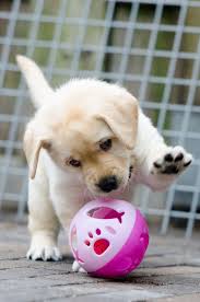 Ready For Brazil 2014 Cute Dogs Cute Little Puppies Cute Dogs And Puppies