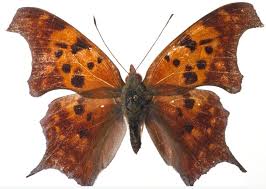 Image result for Syngrapha interrogationis