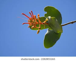 Image result for Loranthaceae