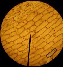 Check spelling or type a new query. Cells Under A Microscope By Jaimarie Nelson
