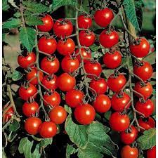 Very tidy, compact plant fits well in tight spaces. Super Sweet 100 Tomato Plant Two 2 Live Plants Not Seeds Each 5 To 7 Tall In 3 5 Inch Pots Walmart Com Walmart Com