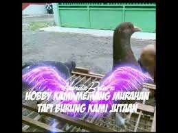 These quotes might be short but they are full of powerful ideas and messages. Quotes Burung Dara 1 Youtube