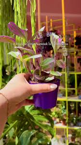 Image result for Tradescantia