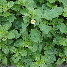 Image result for Pedalium murex