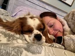 Cavalier king spaniel puppies for sale near Batesville AR