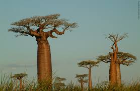 Vor den hellen, grasbewachsenen hügeln des südafrikanischen hochlands erscheinen die in gruppen zusammenstehenden kleinen bäume wegen ihrer dunklen blätter als nahezu schwarz. Baobab Frucht Des Afrikanischen Affenbrotbaums