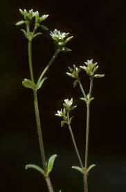 Image result for Cerastium glomeratum