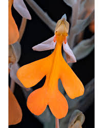 Image result for Habenaria aberrans