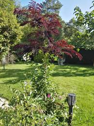 Perfect as a small shade tree. Seidenbaum Schlafbaum Seidenakazie Summer Chocolate Albizia Julibrissin Summer Chocolate Baumschule Horstmann