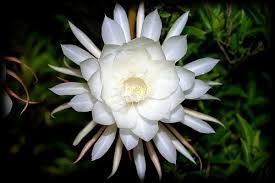 Maybe you would like to learn more about one of these? 101 Nama Nama Bunga Indah Dan Langka Penjelasan Gambar