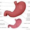 Webmd's abdomen anatomy page provides a detailed image and definition of the abdomen. 1