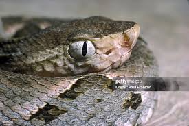 Image result for Bothrops asper