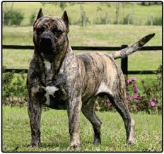 If you start your search online. Presa Canario Puppies And Dogs For Sale Dogs Jelena Dog Shows