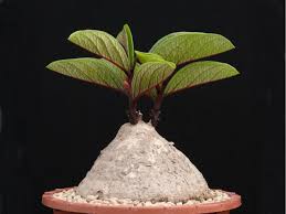 Image result for Adenia stolzii