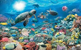 Change chrome browser new tab to doge. Underwater Wallpapers 3112 Amazing Hd Wallnos Com Desktop Background