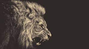 Pin By Kushal Cuttari On Wallpapers Black And White Lion Lion Wallpaper Lion Hd Wallpaper