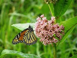 See this plant in the following landscapes: Habitat At Home Growing Milkweed Conserving Carolina