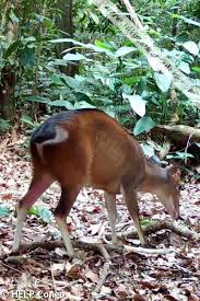 Image result for Klainedoxa gabonensis