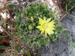 Small, clumping cactus from central mexico. Hardy Mammillaria For Pots And The Landscape Dave S Garden