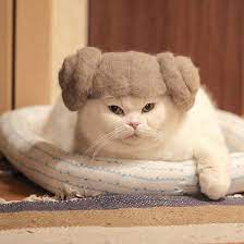 These 100 Cat Hair Cat Hats By Ryo Yamazaki Are Going Viral Cat Hat Cat Hair Cats