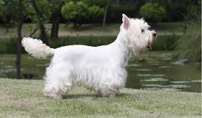 West Highland White Terrier Breed Facts And Information