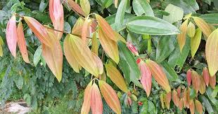 Matured cinnamon tree using a color variation of leaves. Butterflies Of Singapore Larval Host Plant For Butterflies The Wild Cinnamon
