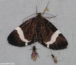 Black And White Striped Butterfly Identification Trichodezia Albovittata White Striped Black White Stripe Striped Black