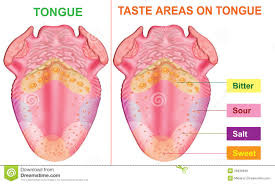 Taste Areas Tongue Stock Illustrations 40 Taste Areas
