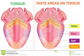 taste areas tongue stock illustrations 40 taste areas