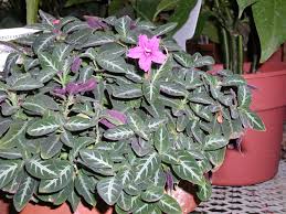 Image result for Ruellia makoyana