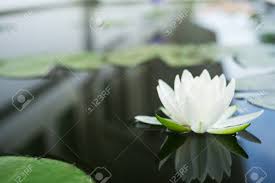 Maybe you would like to learn more about one of these? The Beautiful White Lotus Flower Or Water Lily Reflection With The Water In The Pond Stock Photo Picture And Royalty Free Image Image 96489841
