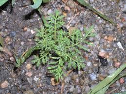 Image result for Wiesneria filifolia
