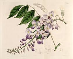 Chinese Wisteria Wisteria Sinensis As Glycine Sinensis Botanical Artwork Vine Drawing Botanical Drawings