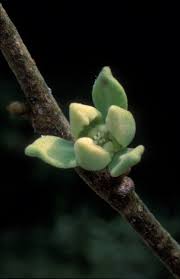 Image result for Cleistochlamys