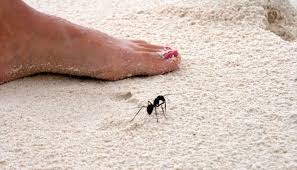 They are less than 1/16 th of an inch long. Am I Smaller Than An Ant By Herman Hartman Linkedin