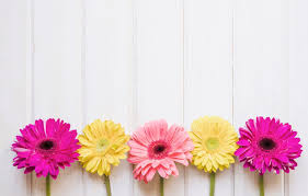Here you can find the best daisy flower wallpapers uploaded by our community. Pink And Yellow Flowers Wallpapers Top Free Pink And Yellow Flowers Backgrounds Wallpaperaccess