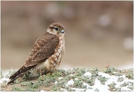Boz Dogan Falco Columbarius Merlin Merlin Doga