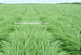 Image result for Panicum maximum