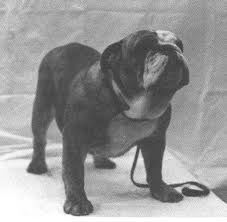 English Bulldog pedigree Database